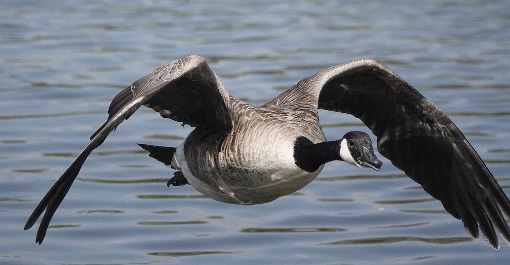 Canada goose